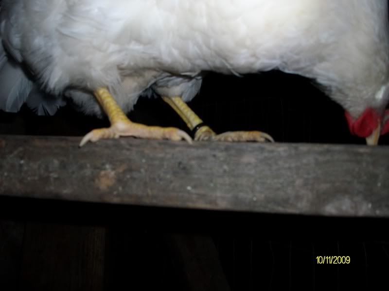 chickens004.jpg