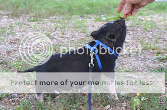 begging76.jpg