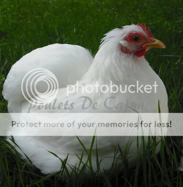 CochinHen5.jpg