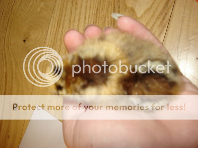 chicks014.jpg