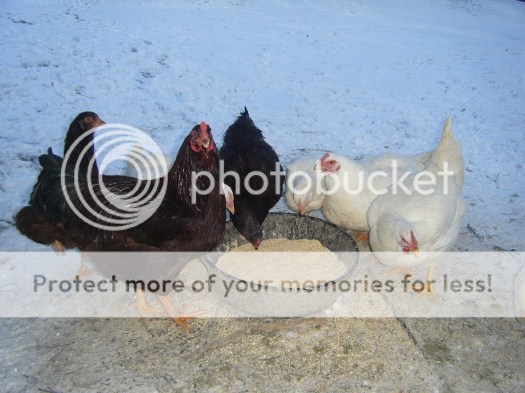 DSCF2480.jpg