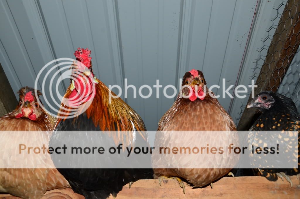 chickens2036.jpg
