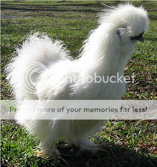 bbbsilky03-1.png