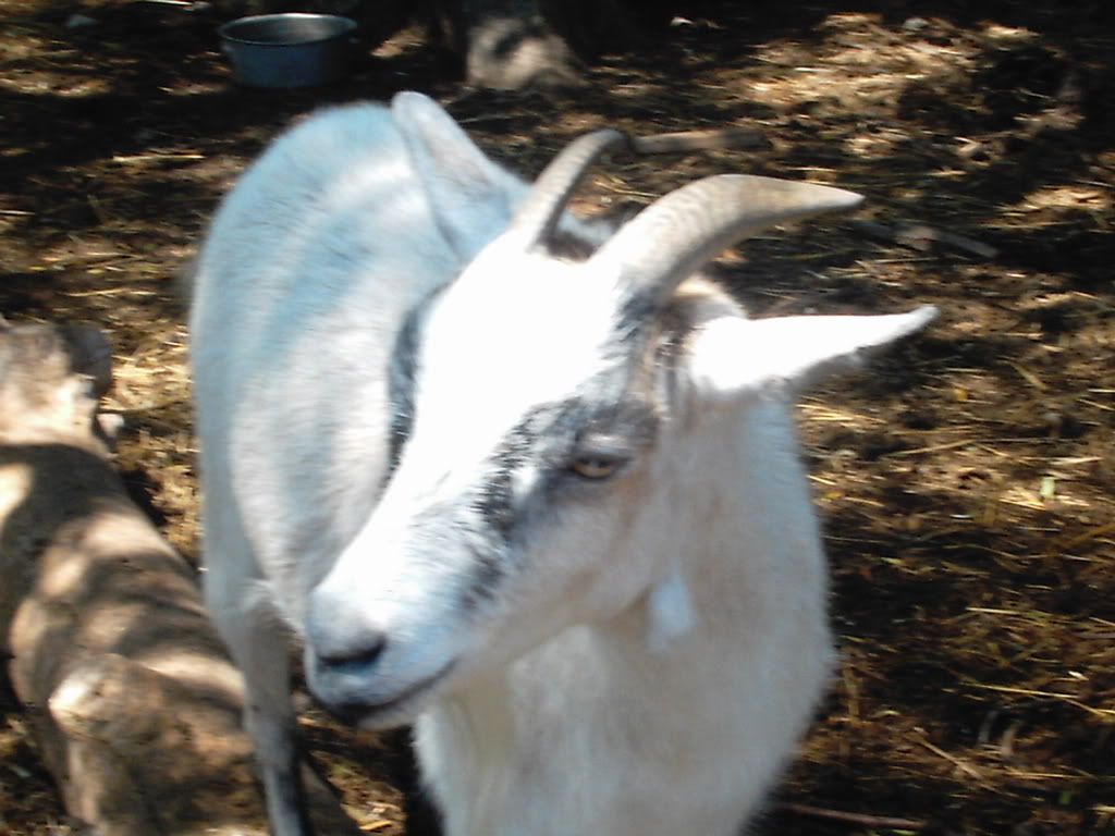 animals012.jpg