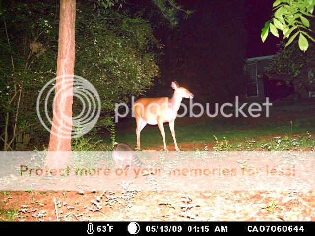 Deer05-14-09154.jpg