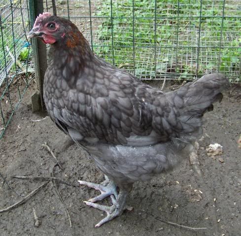 frenchbluecmroo2.jpg