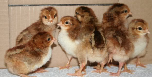 easterchicks.jpg