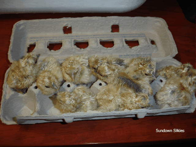 DSC01533.gif