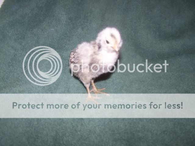 Orderhatched011.jpg