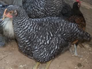 100_0125.jpg