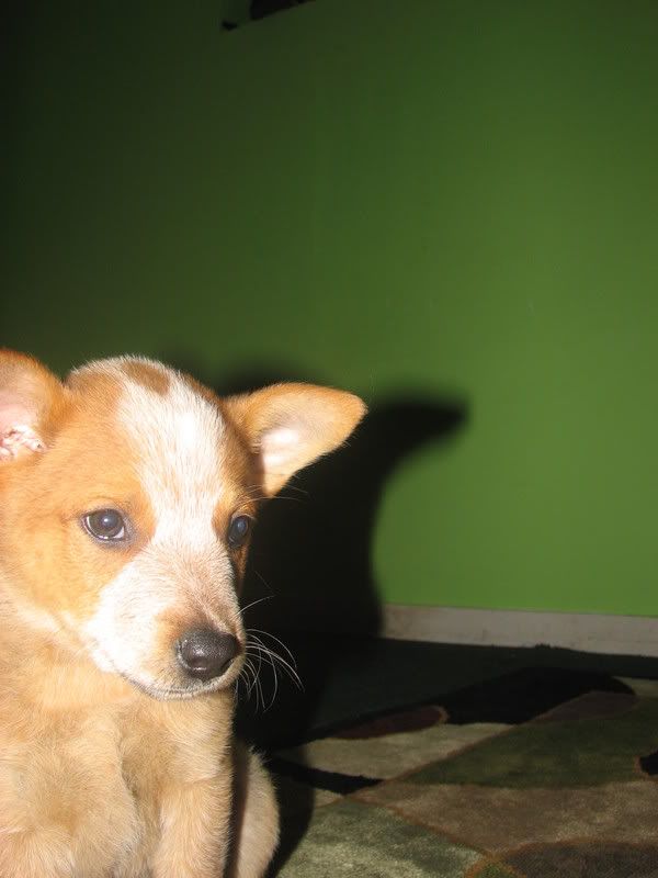 puppy011.jpg