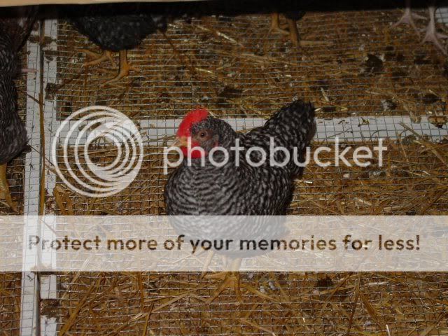 Chickens002s.jpg