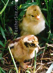 PartrCochBtyChixPic.JPEG