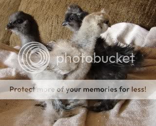chicks134.jpg
