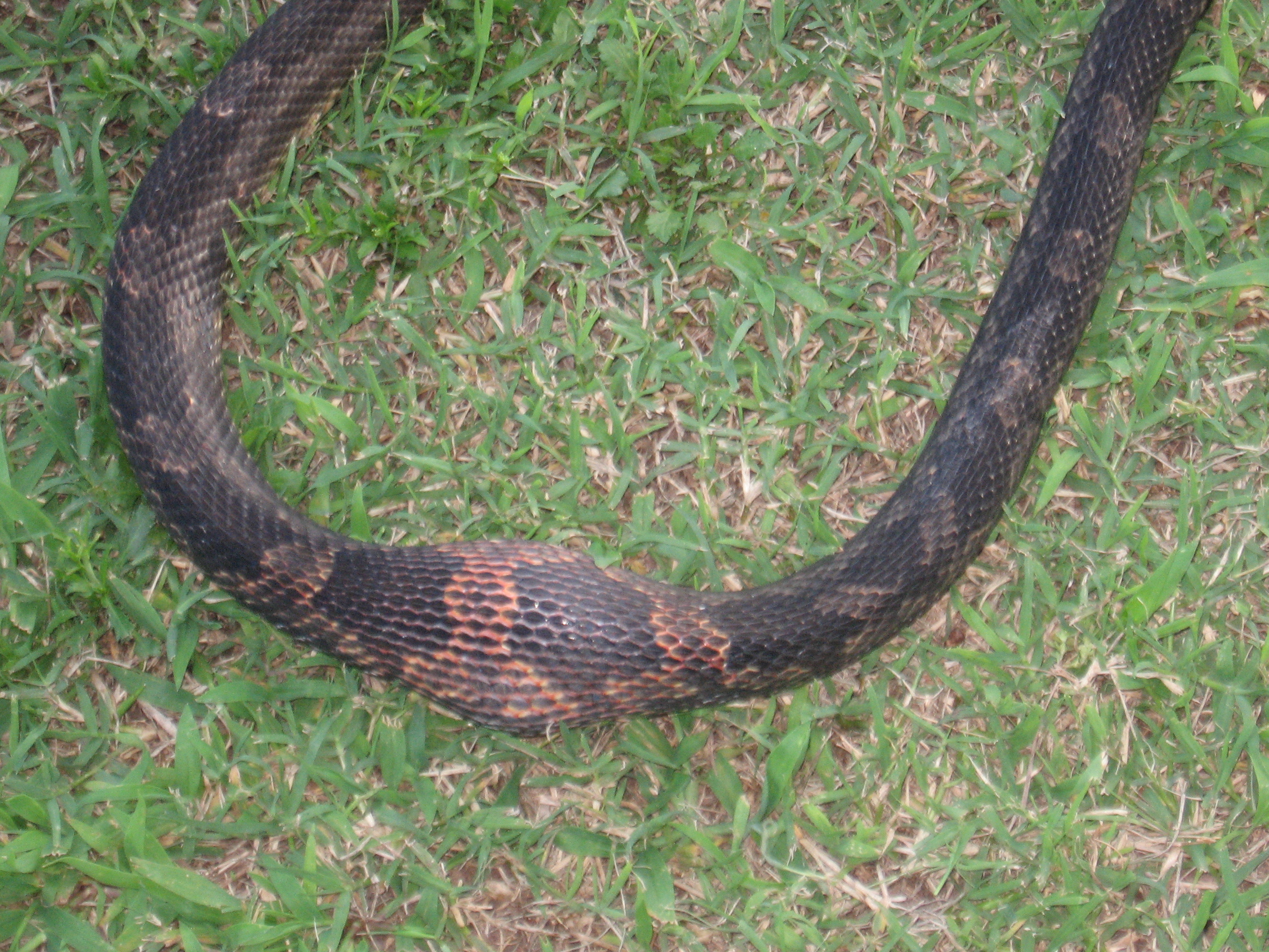 Do Snakes Eat Golf Balls Yes With Pictures Backyard Chickens
