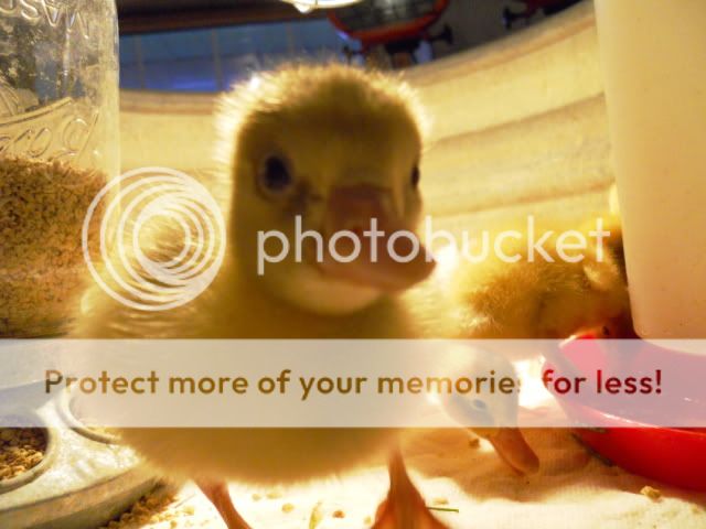 DSCN1368.jpg
