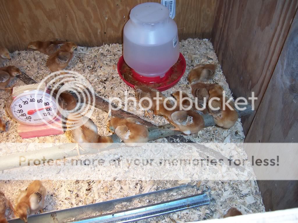 NewChicks8daysold006.jpg