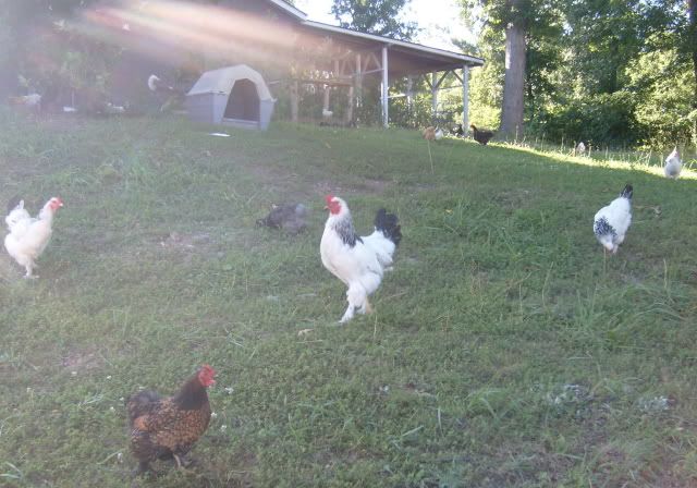 flock009.jpg