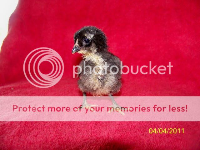 chicks007.jpg