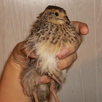 quail4fem.jpg