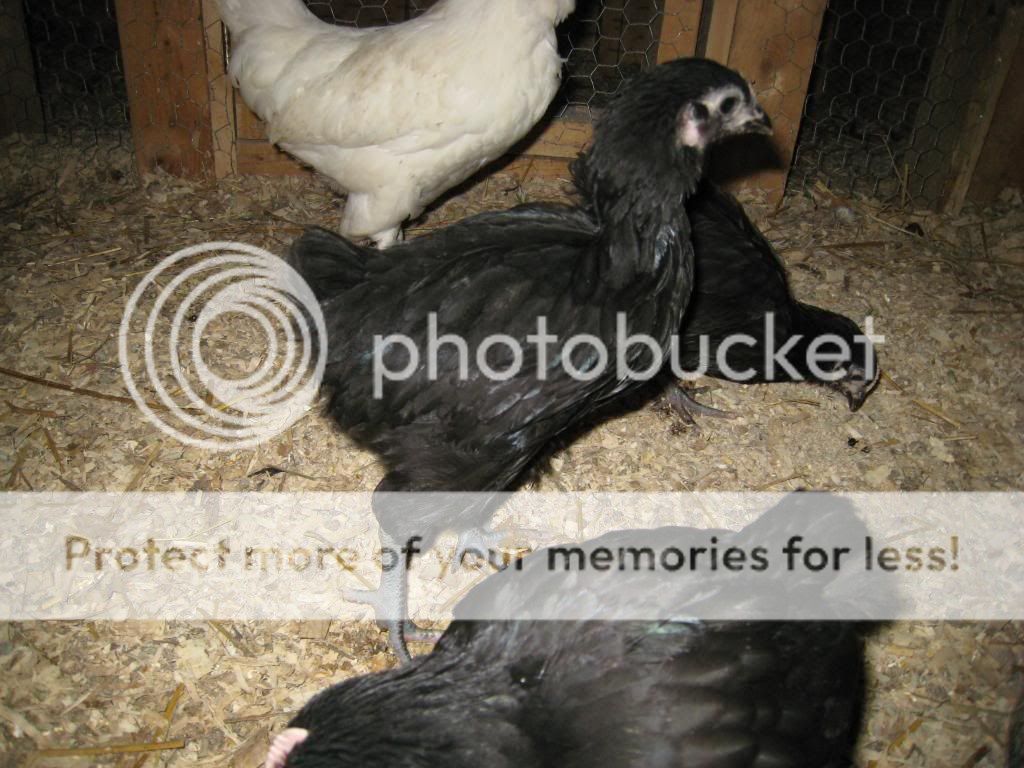 IMG_2316.jpg
