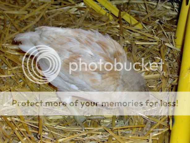 chicks4weeksold019.jpg