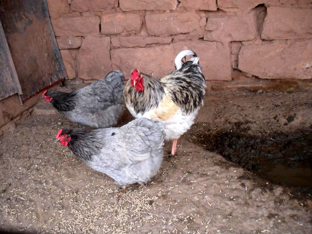 Chickens044.jpg
