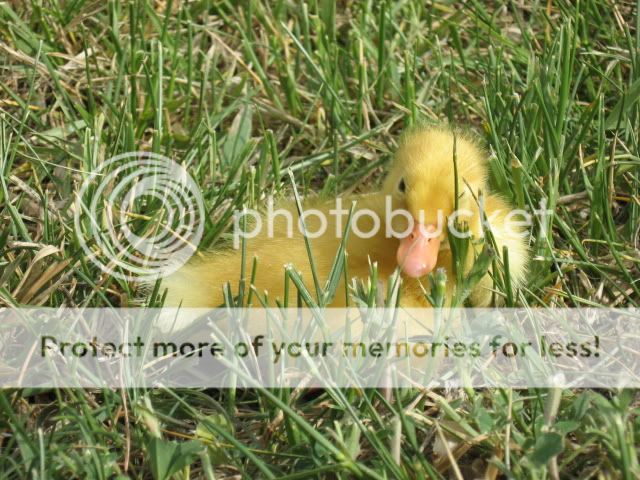 chickfieldtrip074.jpg