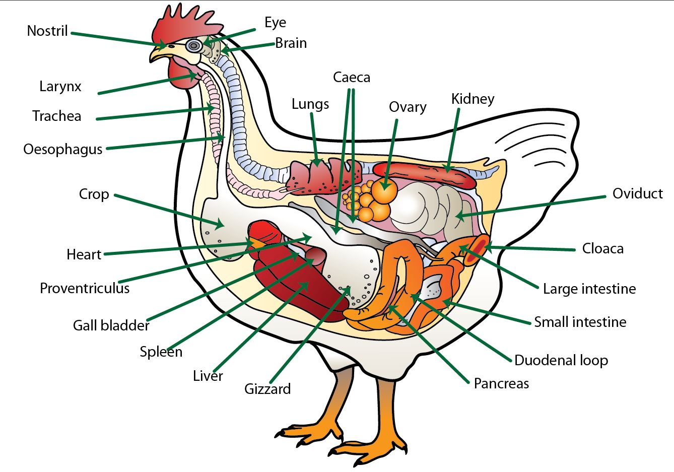 anatomy-of-the-chicken-with-text.jpg