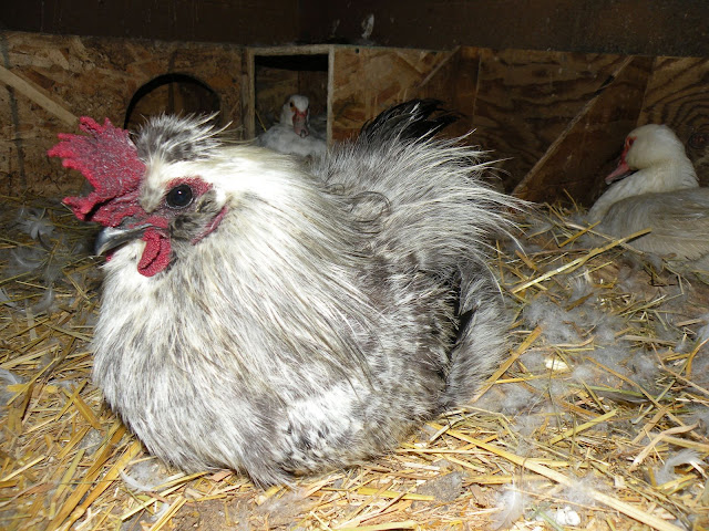 DSCN4728.JPG