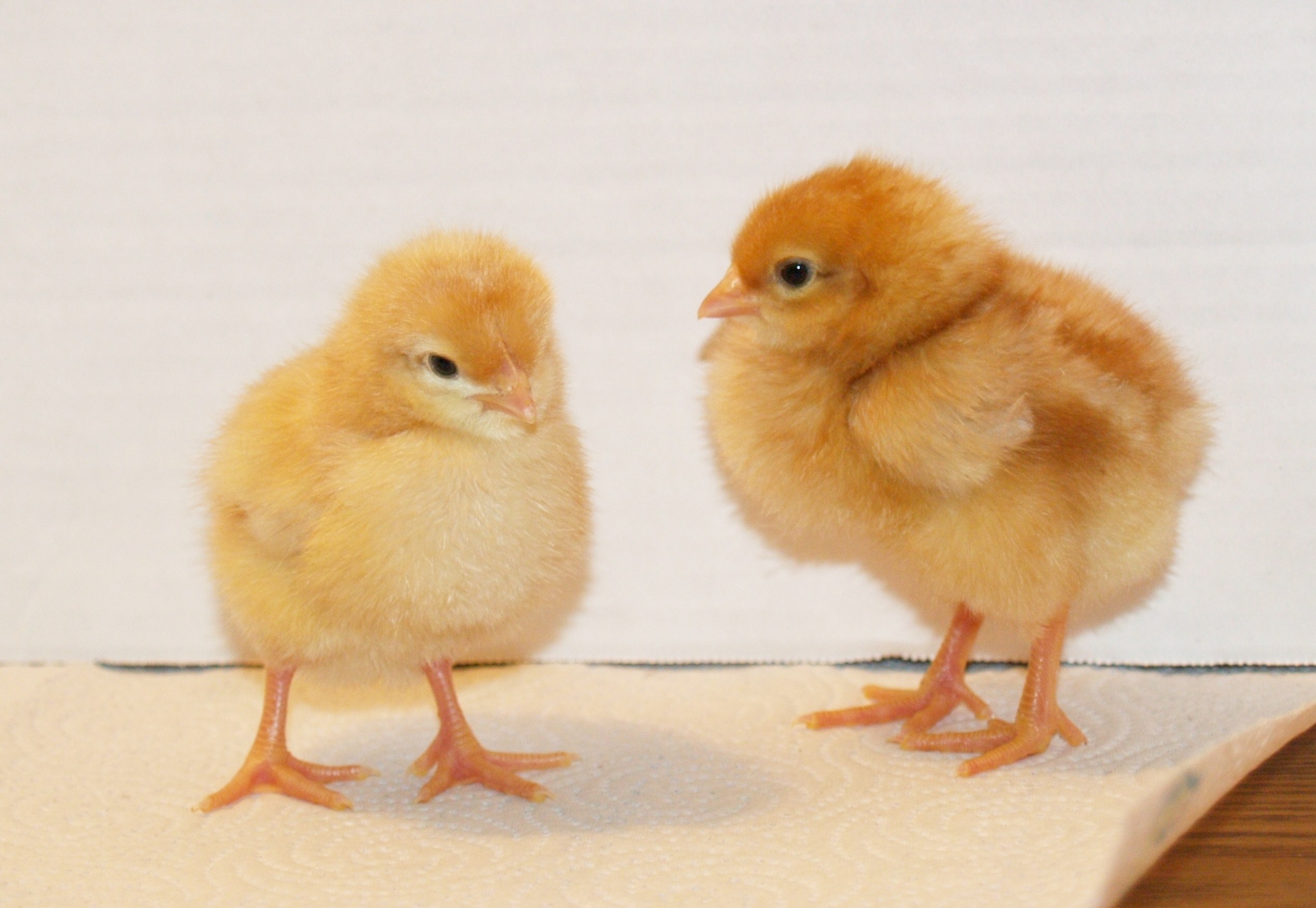 chicks-day-2-007.jpg