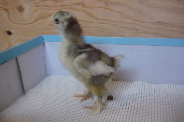 ChickCochinSplashPullet.jpg