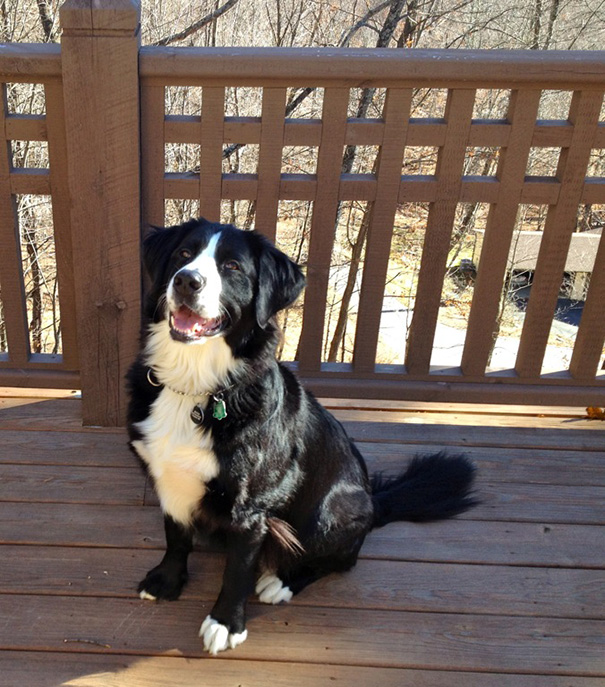 cross-breed-dog-57__605.jpg