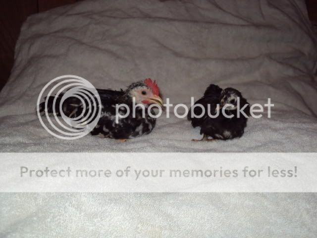 DSC00512.jpg