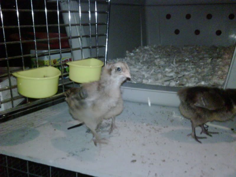 Roosters00003.jpg