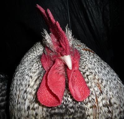 MrCuckoostaredown.jpg