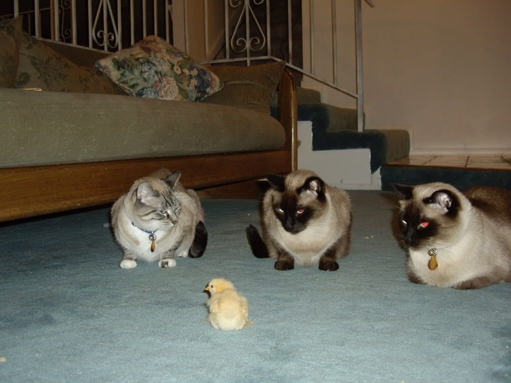 IMGP0428.jpg