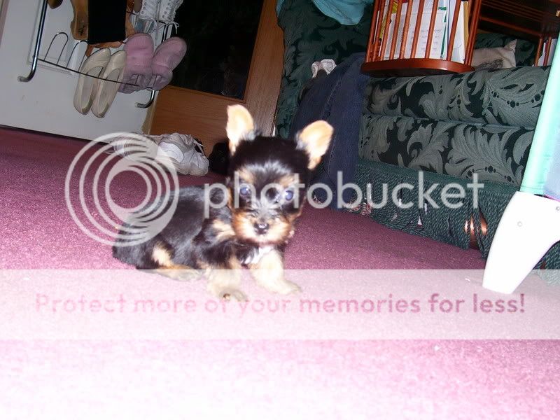 Puppies014.jpg