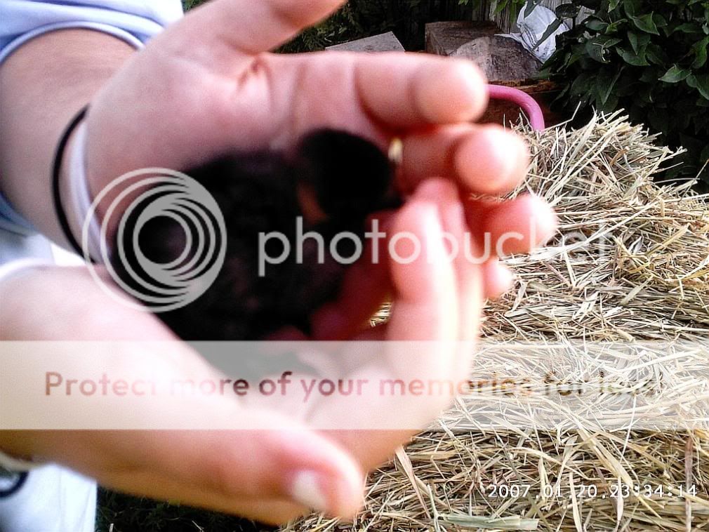 chicksanstuff2001.jpg