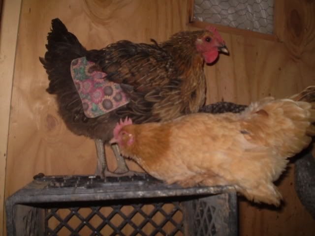 PC300165.jpg