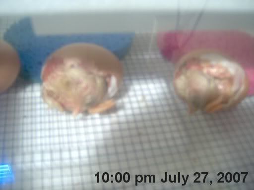 hatchingchicks0231.jpg