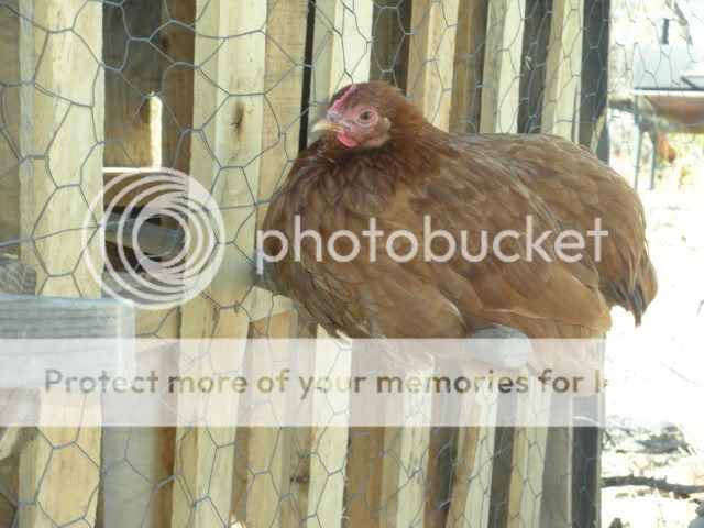 lovinchickin019.jpg