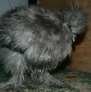 silkies013sm.jpg