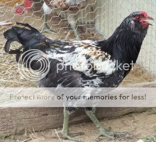 chickens3005.jpg