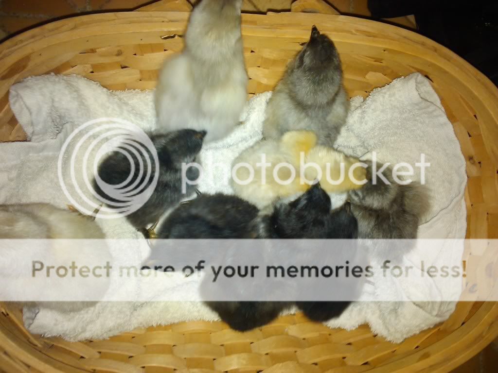 2011-02-18164108.jpg