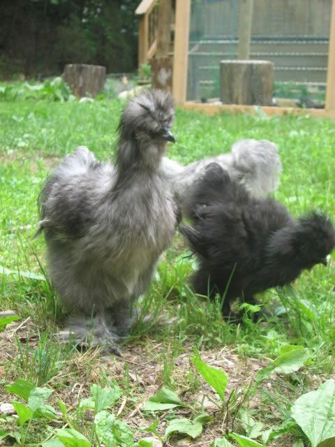 silkies152.jpg