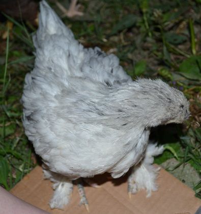 firsttripoutside-frou-froufearsgrass.jpg