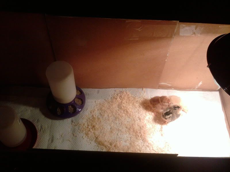 chickens3.jpg