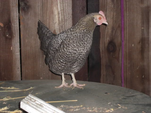 Chicken032.jpg