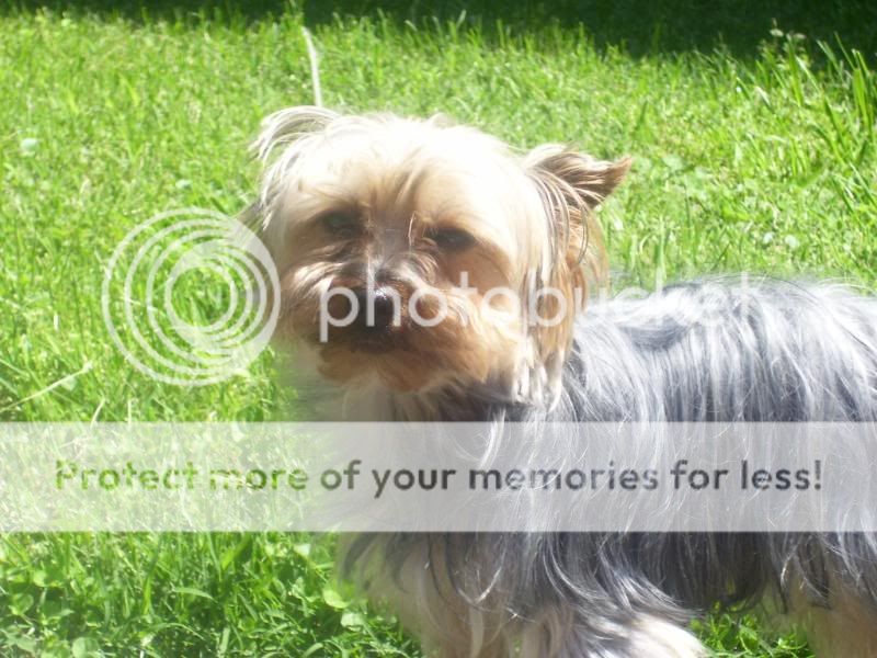 Puppy5-26-08009.jpg